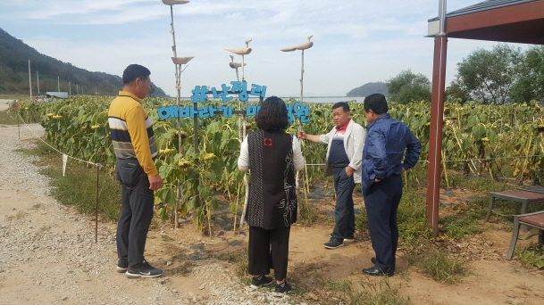 교동면 난정리 해바라기마을정원 방문