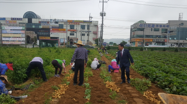 강화군 바르게살기위원회 이웃돕기 감자캐기 봉사활동 격려