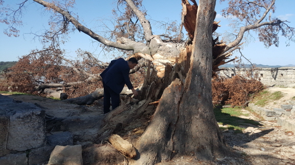 태풍피해 현장확인 - 연미정 느티나무